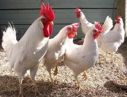 WITTE LEGHORN, BRUINE LEGKIP, LEGKIP KOEKOEK, HARCO, Meerdere dieren, Kip