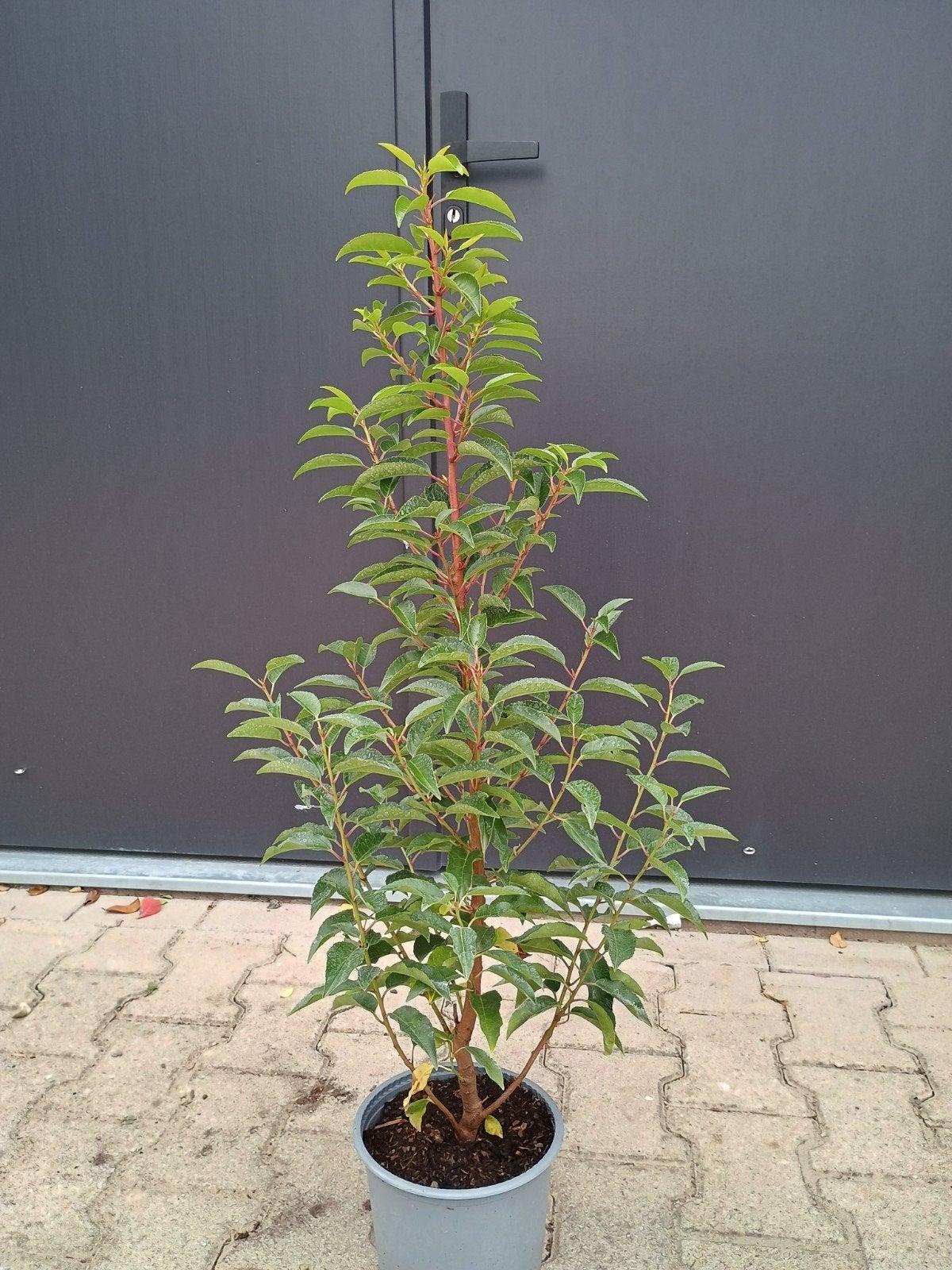 Portugese laurier (Prunus lusitanica 'Angustifolia, Vaste plant, Bloeit niet, Halfschaduw, Ophalen