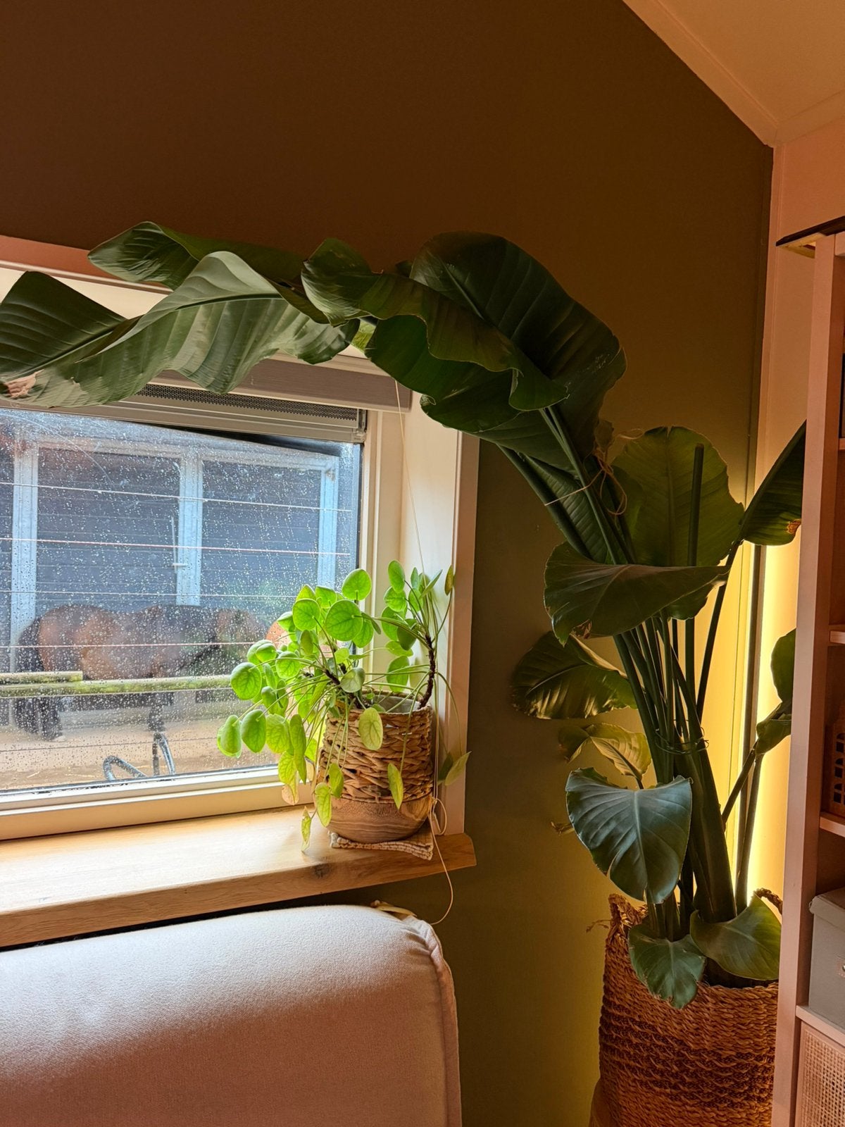 Strelitzia +/- 150 cm, Huis en Inrichting, Ophalen, Halfschaduw, 150 tot 200 cm