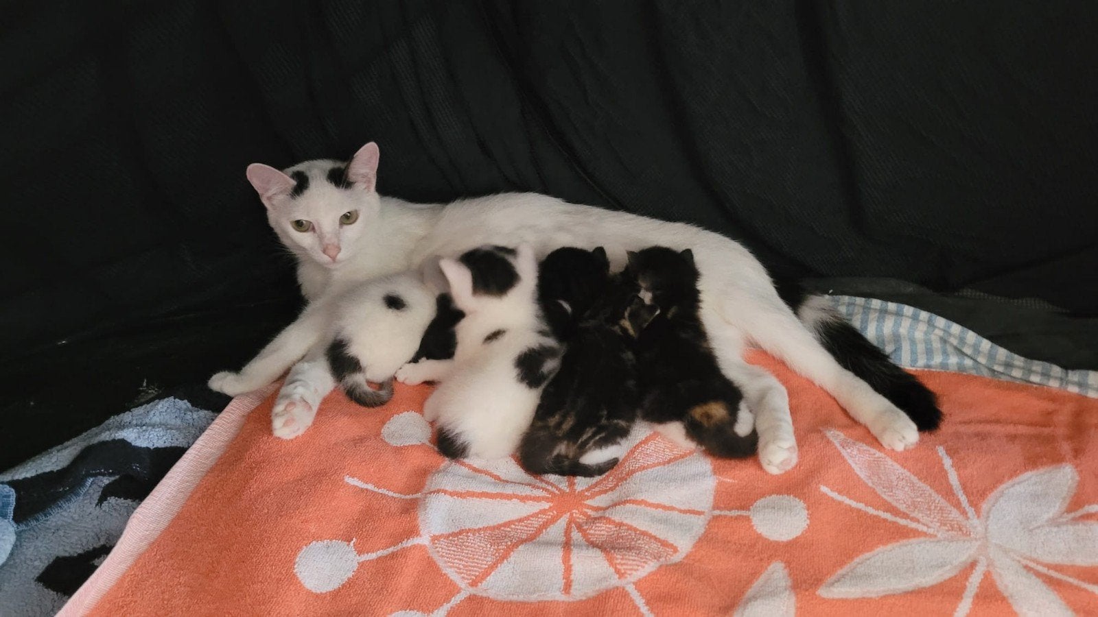 Cute babies europese korthaar met de liefste  mama, Dieren en Toebehoren, Katten en Kittens | Overige Katten, Meerdere dieren