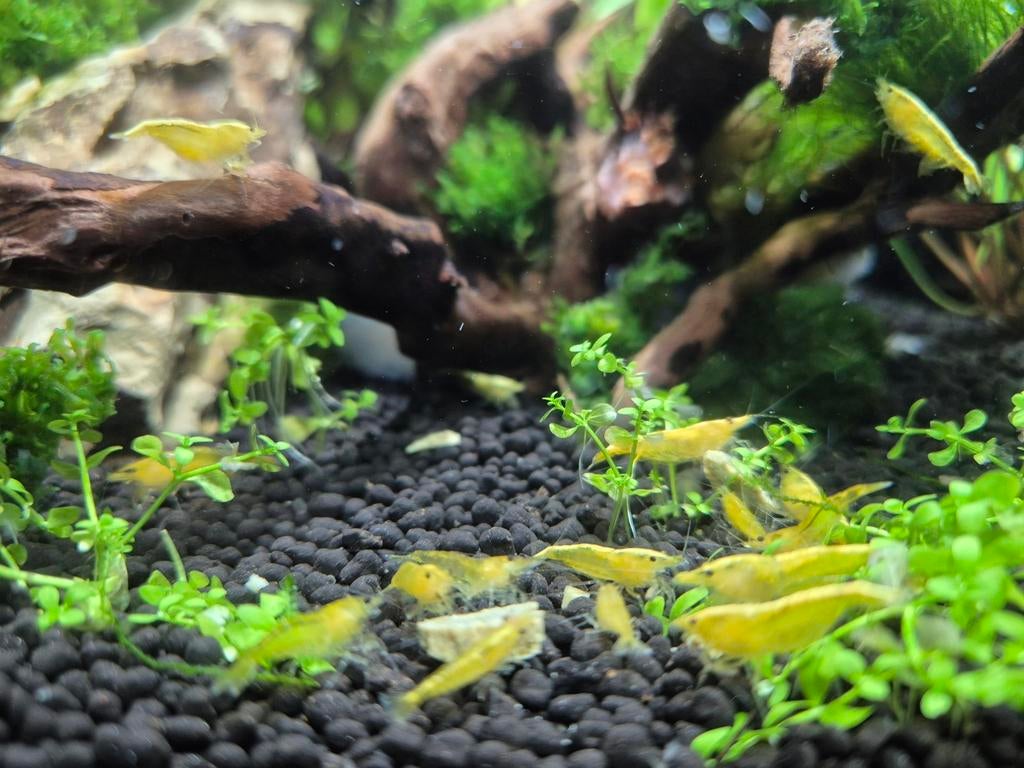 Citroen/Yellow garnalen, Dieren en Toebehoren, Vissen | Aquariumvissen, Kreeft, Krab of Garnaal