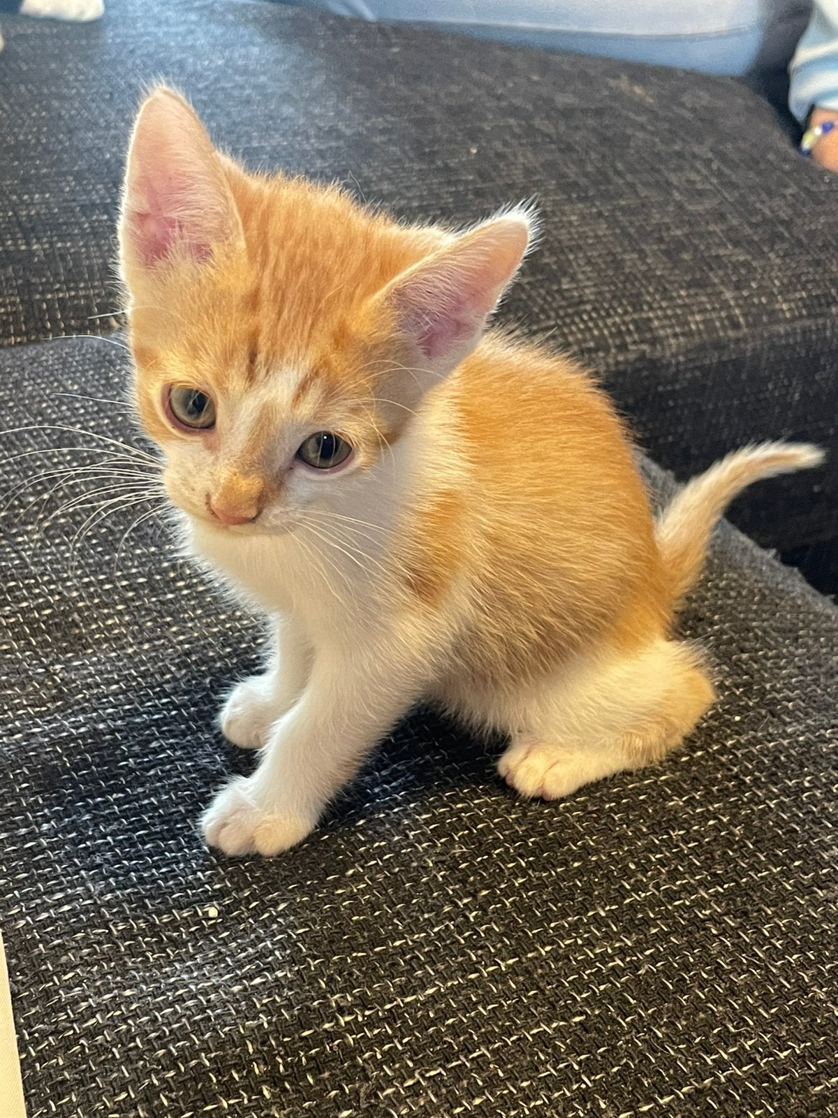 Twee rode kittens, Kater, Kortharig, 0 tot 2 jaar