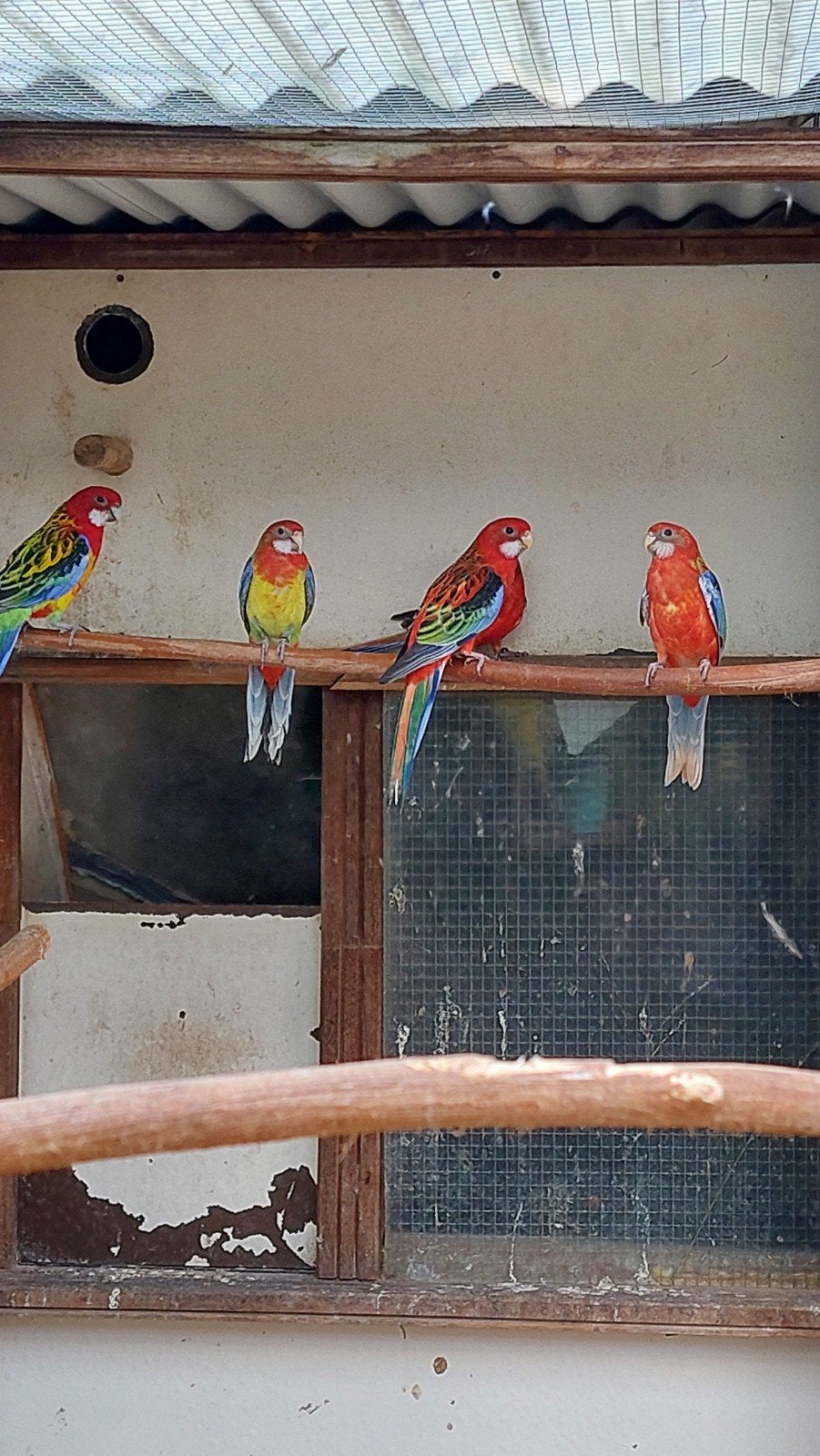 Jonge pracht rosella's, Dieren en Toebehoren, Meerdere dieren, Parkiet