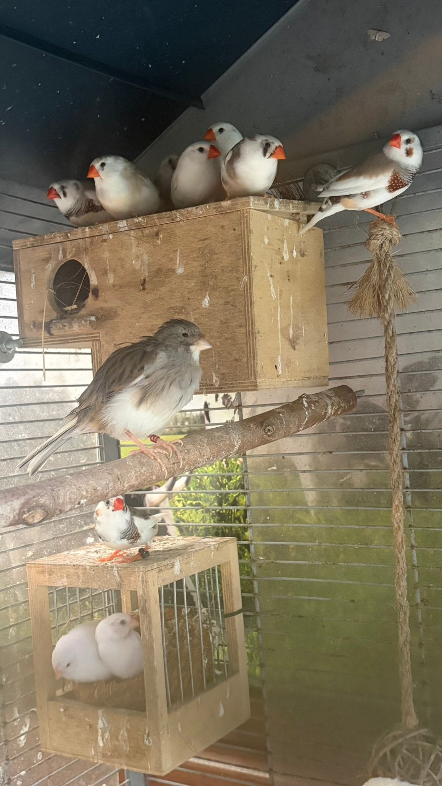 Zebra Vink, Meerdere dieren