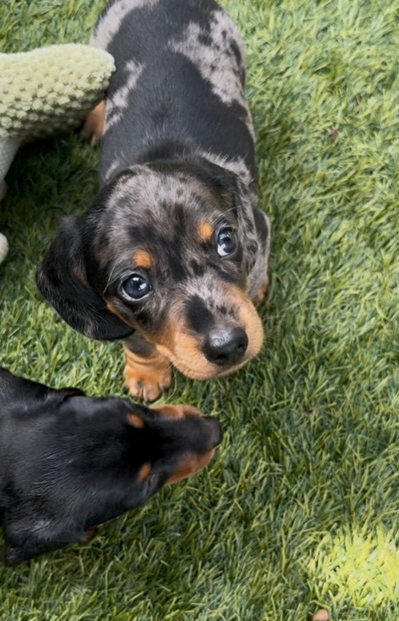 Superleuke teckel pups dwerg x kaninchen zoeken warm huisje, Dieren en Toebehoren, Honden | Niet-rashonden, Parvo, Reu, 8 tot 15 weken