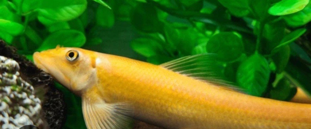 Siamese Algeneter ( Goud), Vis, Zoetwatervis