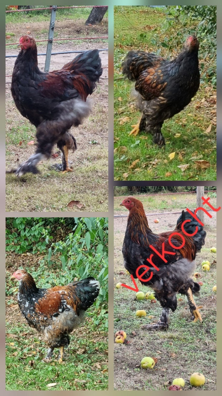 3 brahma hanen, porselein, goud gezoomd en goudpatrijs, Dieren en Toebehoren, Mannelijk, Kip