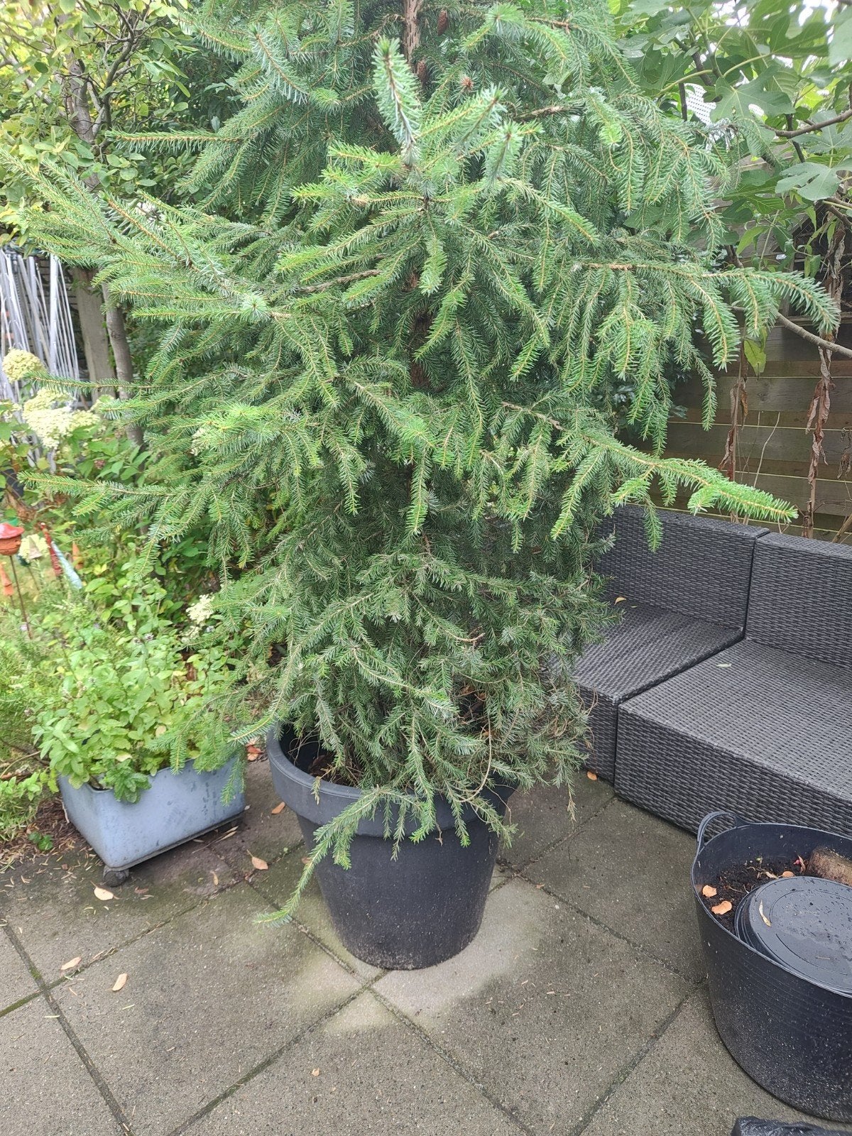 Grote Kerstboom in pot - fijnspar, Volle zon, Vaste plant, Bloeit niet, Ophalen