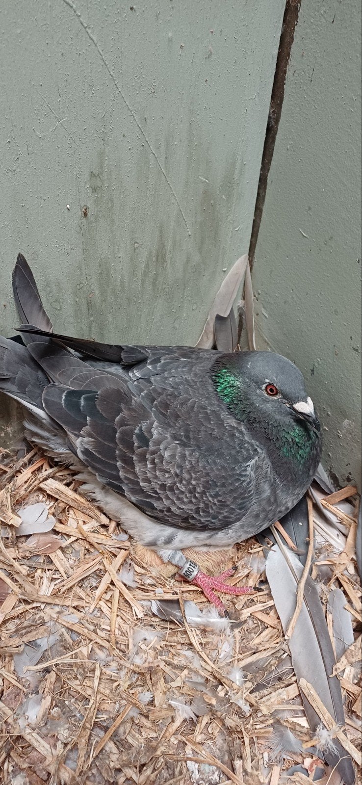 postduiven supergebouwde Duivin, Dieren en Toebehoren, Vogels | Duiven, Mannelijk, Postduif