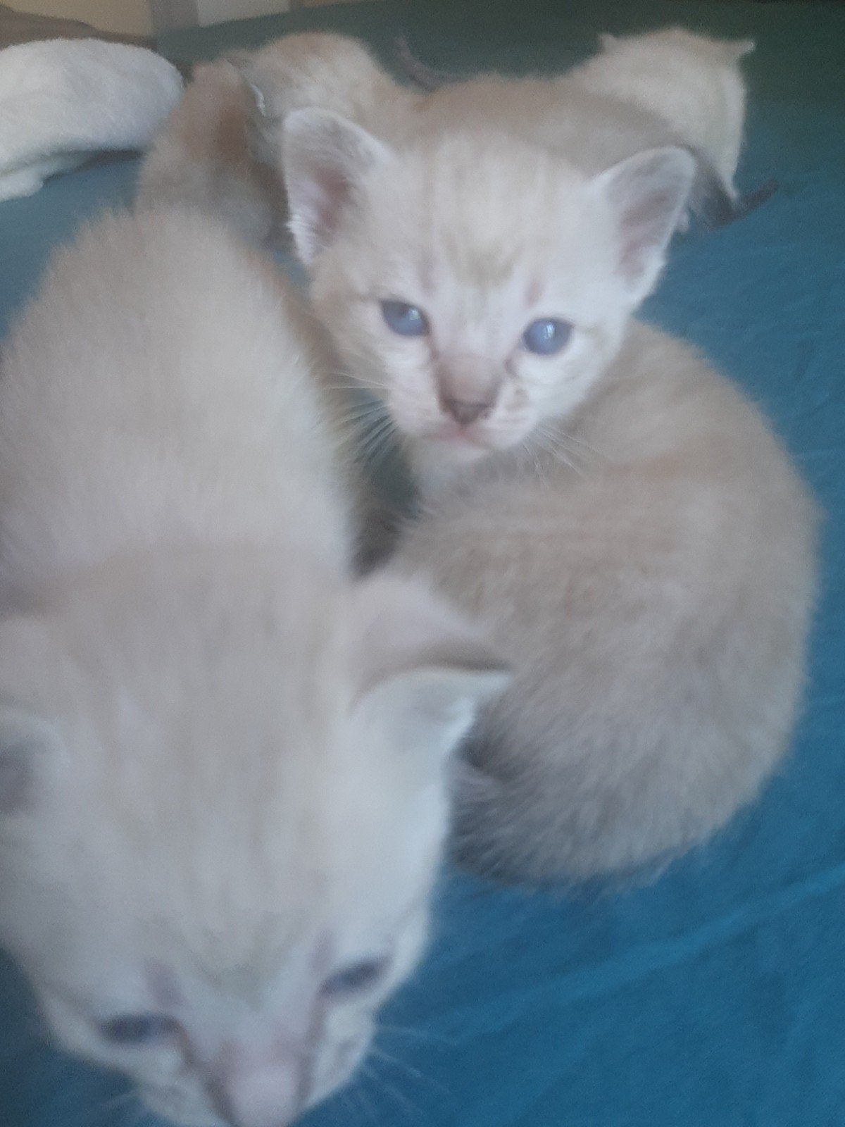 thai siamees tabby point, Meerdere dieren, Ontwormd, 0 tot 2 jaar