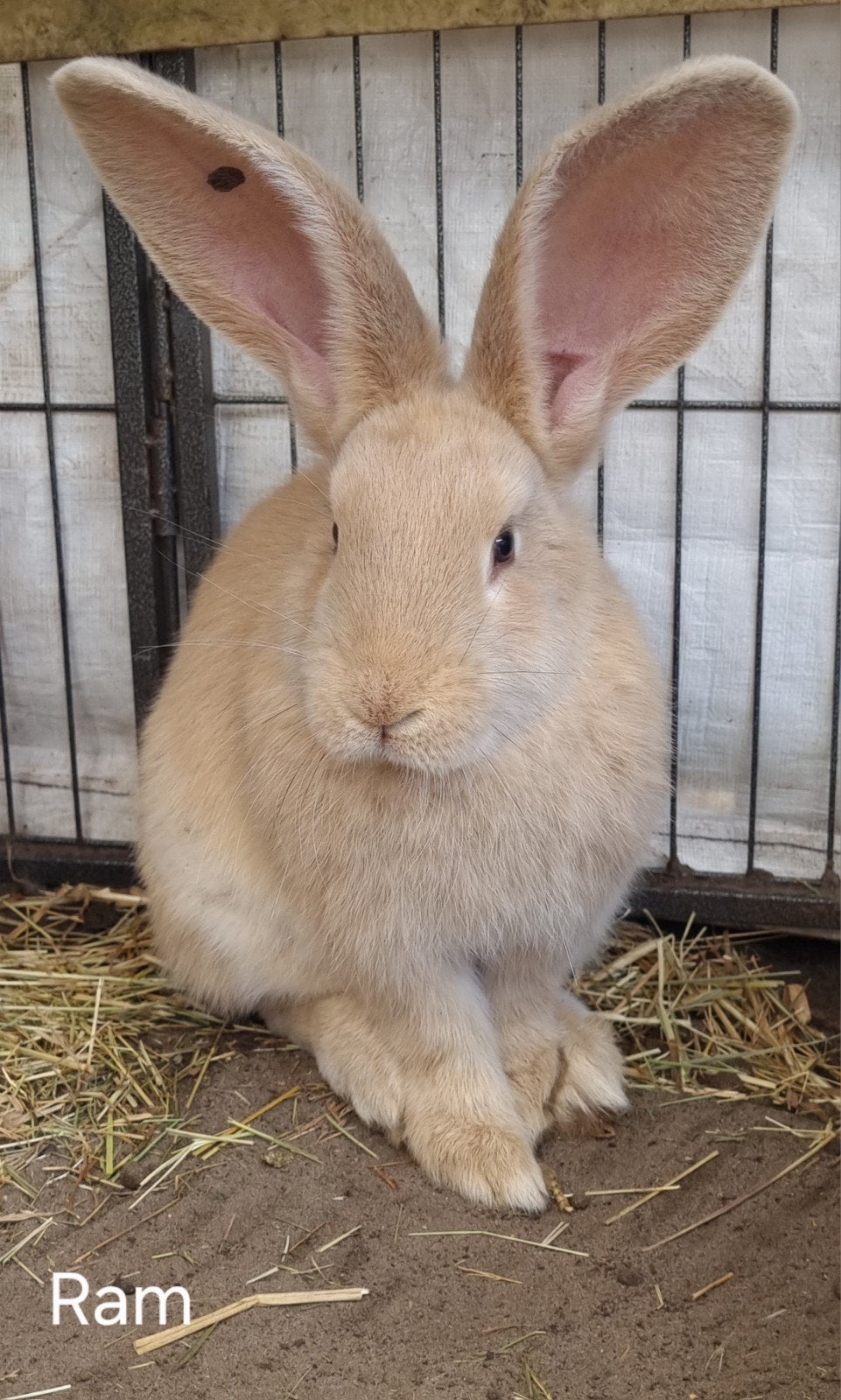 Duitse reus, Meerdere dieren, Groot, 0 tot 2 jaar