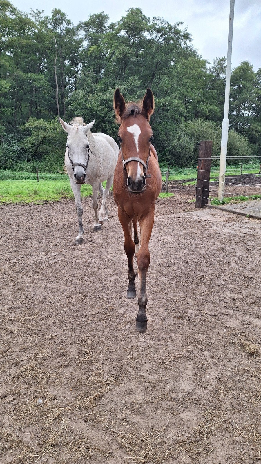 Aangeboden mooie lieve merrie veulen., Dieren en Toebehoren, Merrie, Springpaard, Met stamboom, 0 tot 2 jaar
