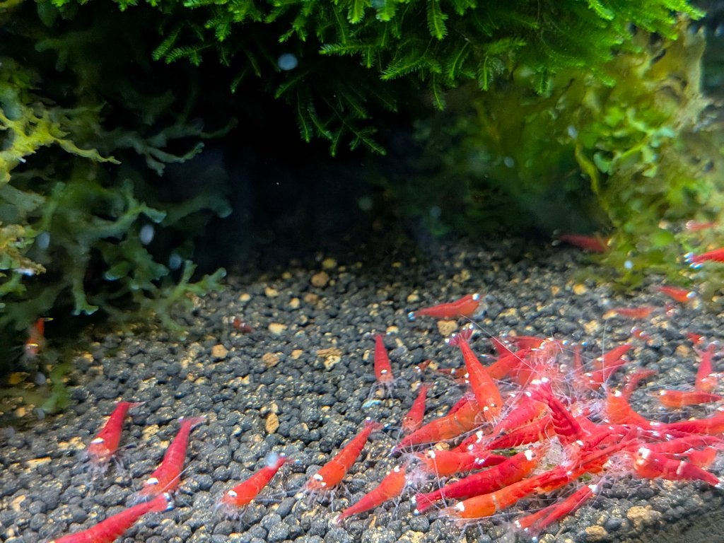 Red Santa, super crystal red garnalen, Dieren en Toebehoren, Kreeft, Krab of Garnaal, Zoetwatervis, Schoolvis