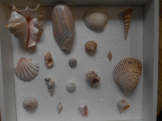 Schelpen  17x, Verzamelen, Mineralen en Fossielen, Ophalen of Verzenden, Schelp(en)