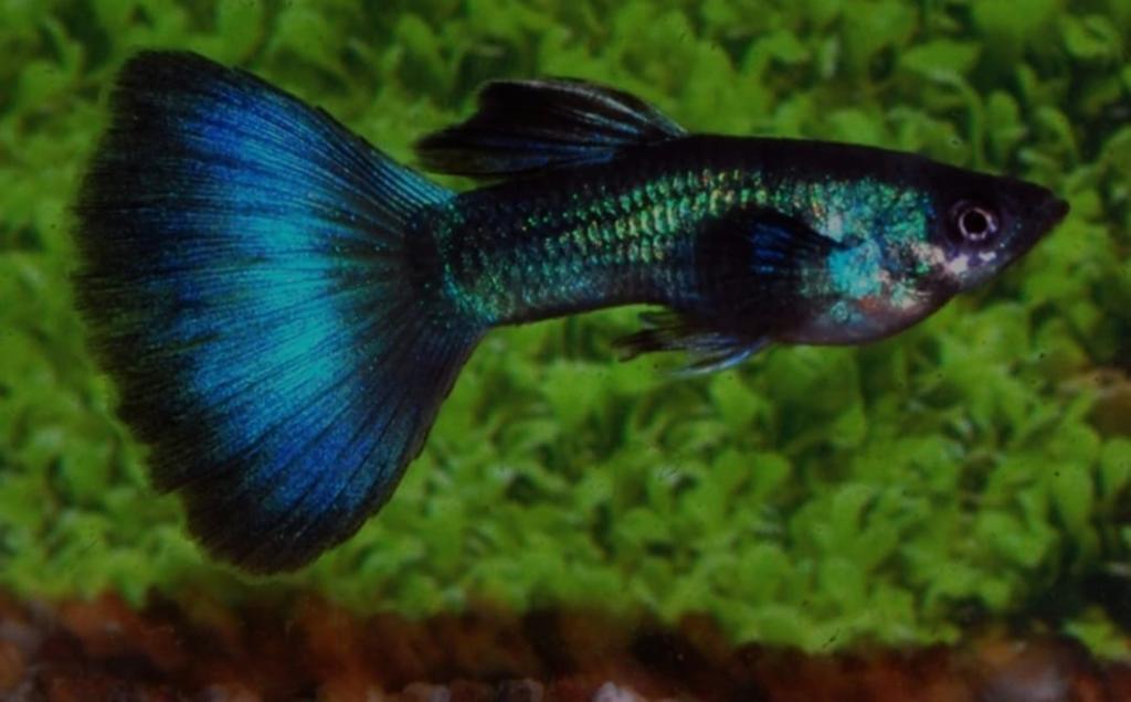 Blue moscow guppen guppy te koop