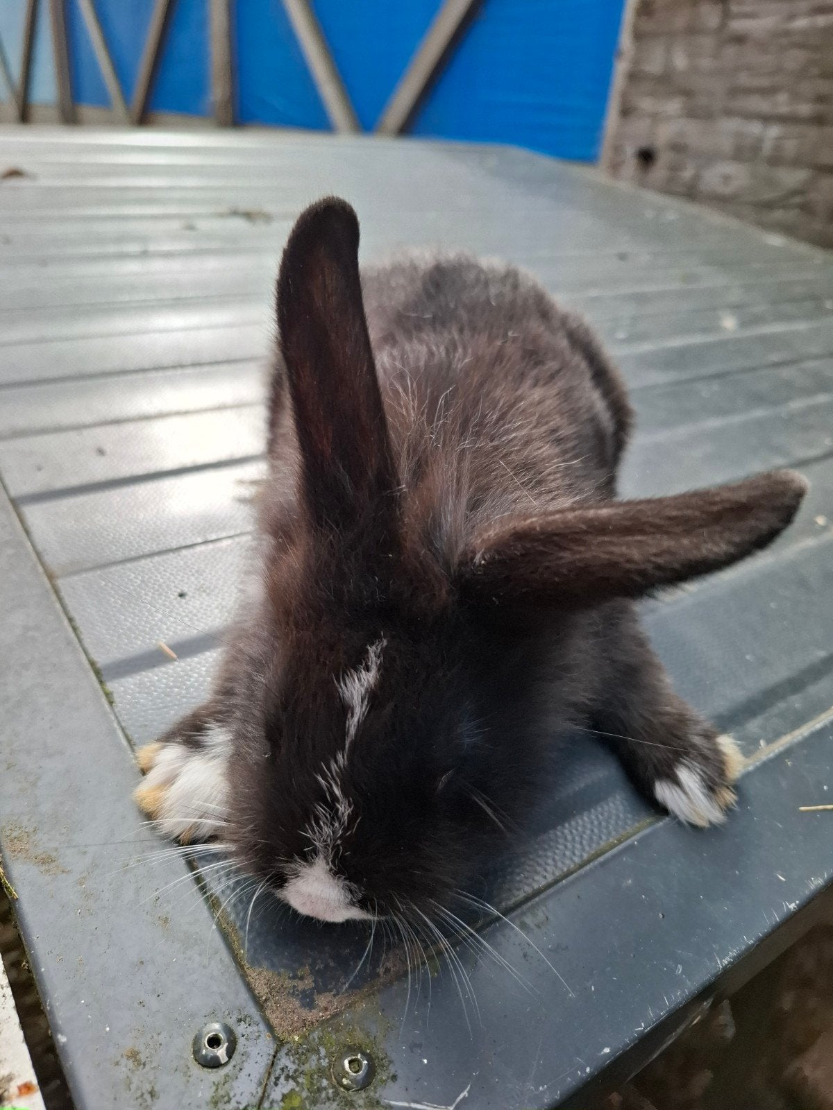 Mooi konijn, Dieren en Toebehoren, Mannelijk