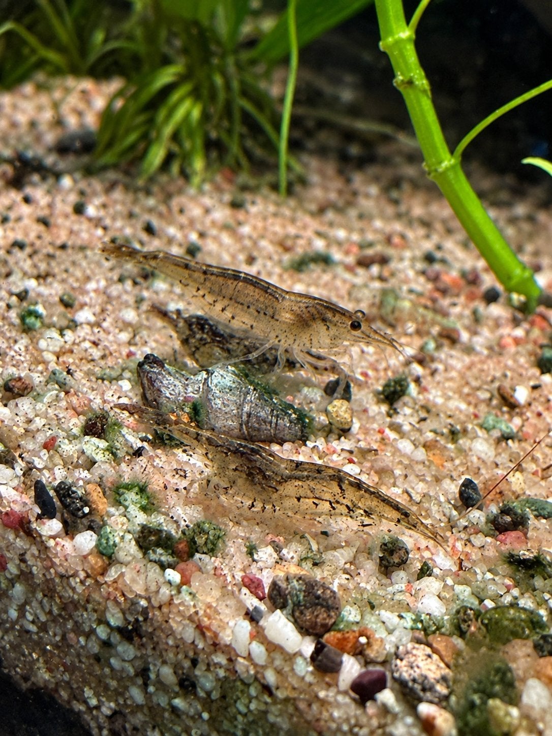 Neocaridina davidi wildkleur/mix garnalen, Kreeft, Krab of Garnaal