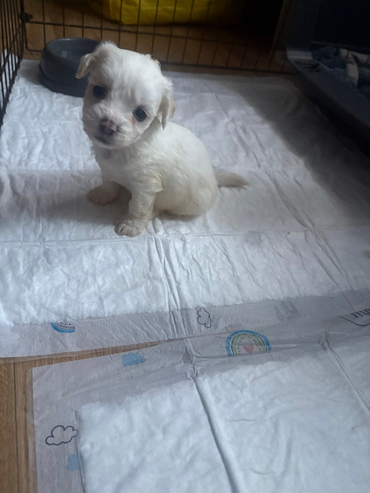 Bichone malteser, Parvo, 8 tot 15 weken, Meerdere, Meerdere dieren