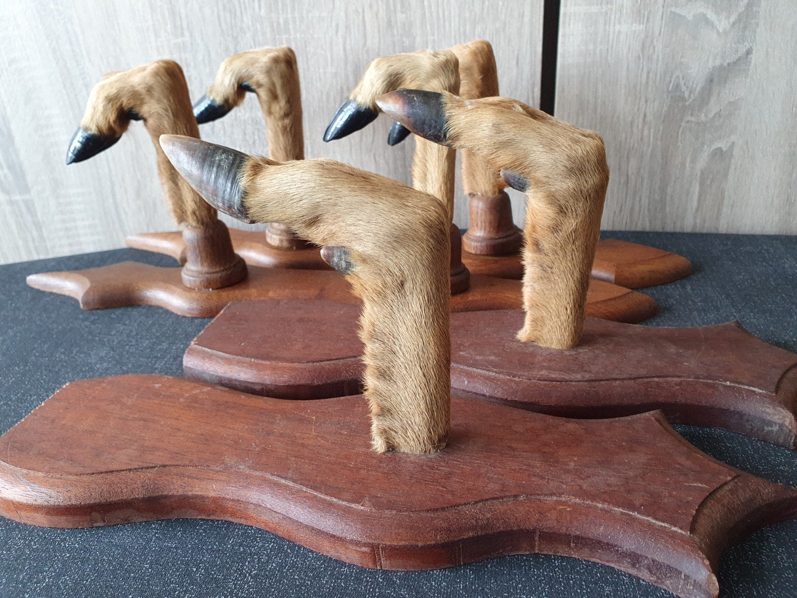 Reepootjes op houten schildjes taxidermie mancave curiosa, Ophalen of Verzenden