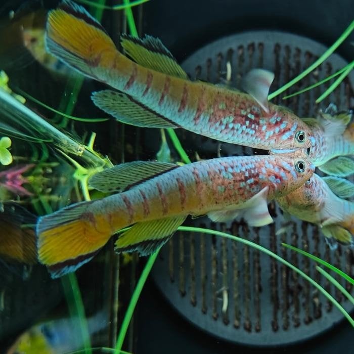 Aphyosemion sjoestedti, Dieren en Toebehoren, Vissen | Aquariumvissen, Vis