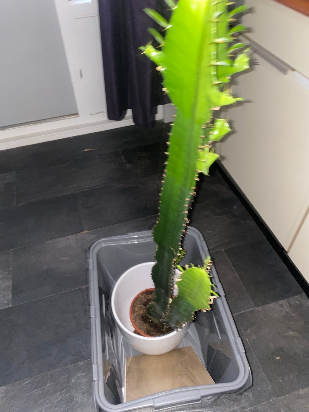 Grote Euphorbia Cactus - Kamerplant, Huis en Inrichting, Kamerplanten, Ophalen, 100 tot 150 cm, In pot, Cactus