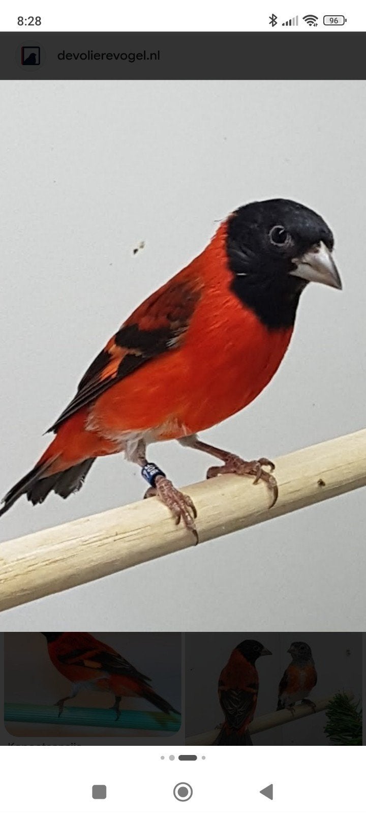Kapoetsensijs man, Mannelijk
