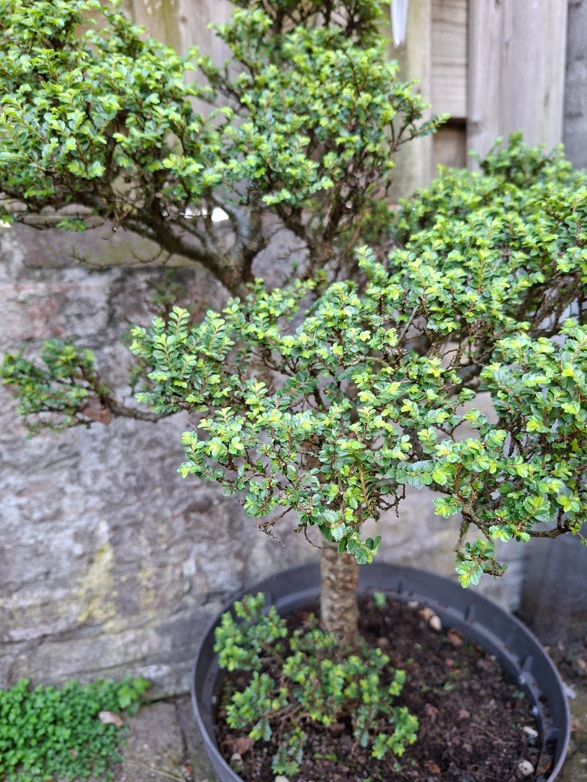 Bonsai, Tuin en Terras, Planten | Bomen, Ophalen, Bloeit niet, Halfschaduw, Overige soorten