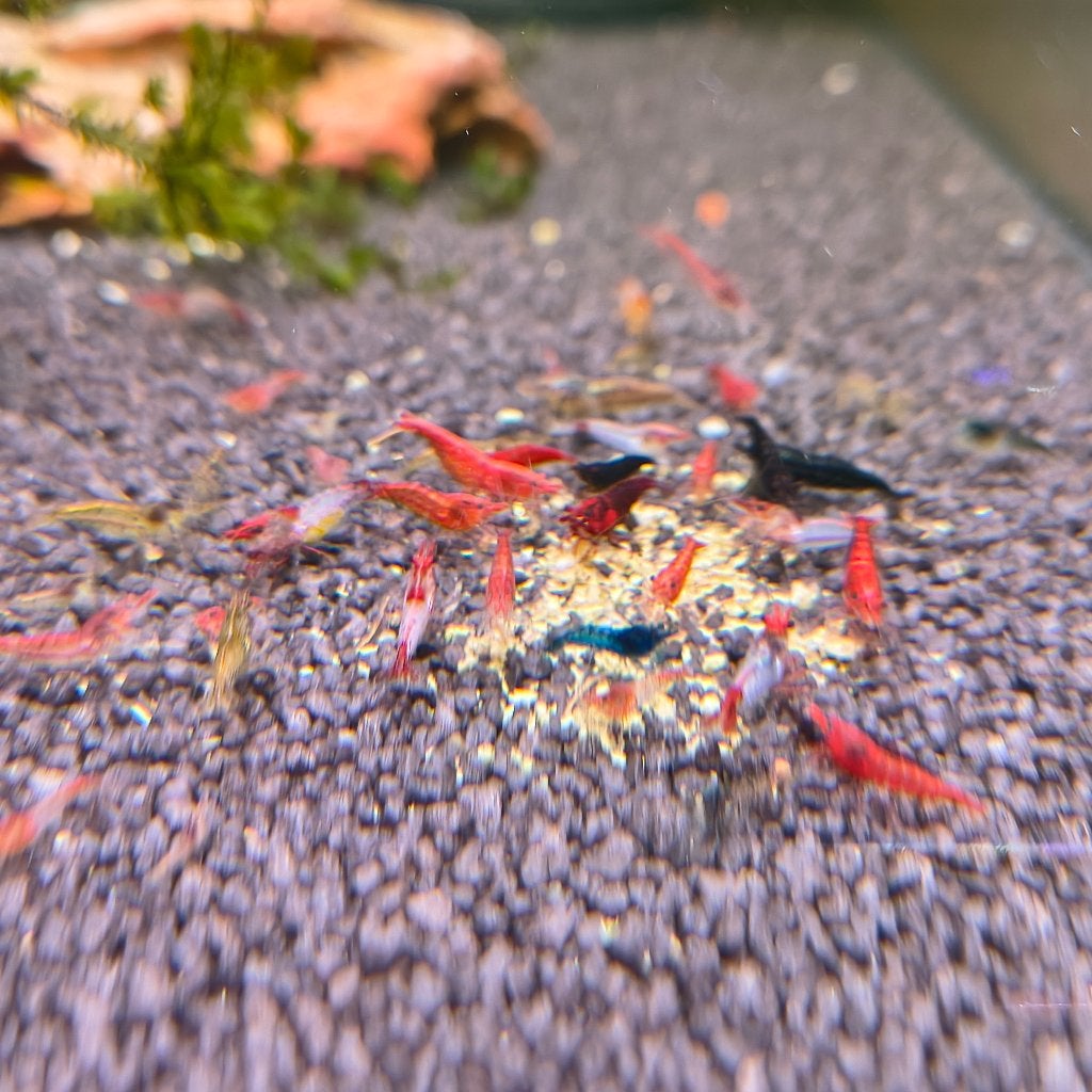 Garnalen mix opkuisploeg, Kreeft, Krab of Garnaal, Zoetwatervis