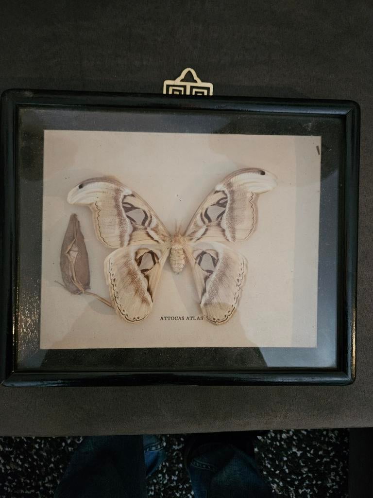 Ingelijste Atlasvlinder (Attacus Atlas), Ophalen