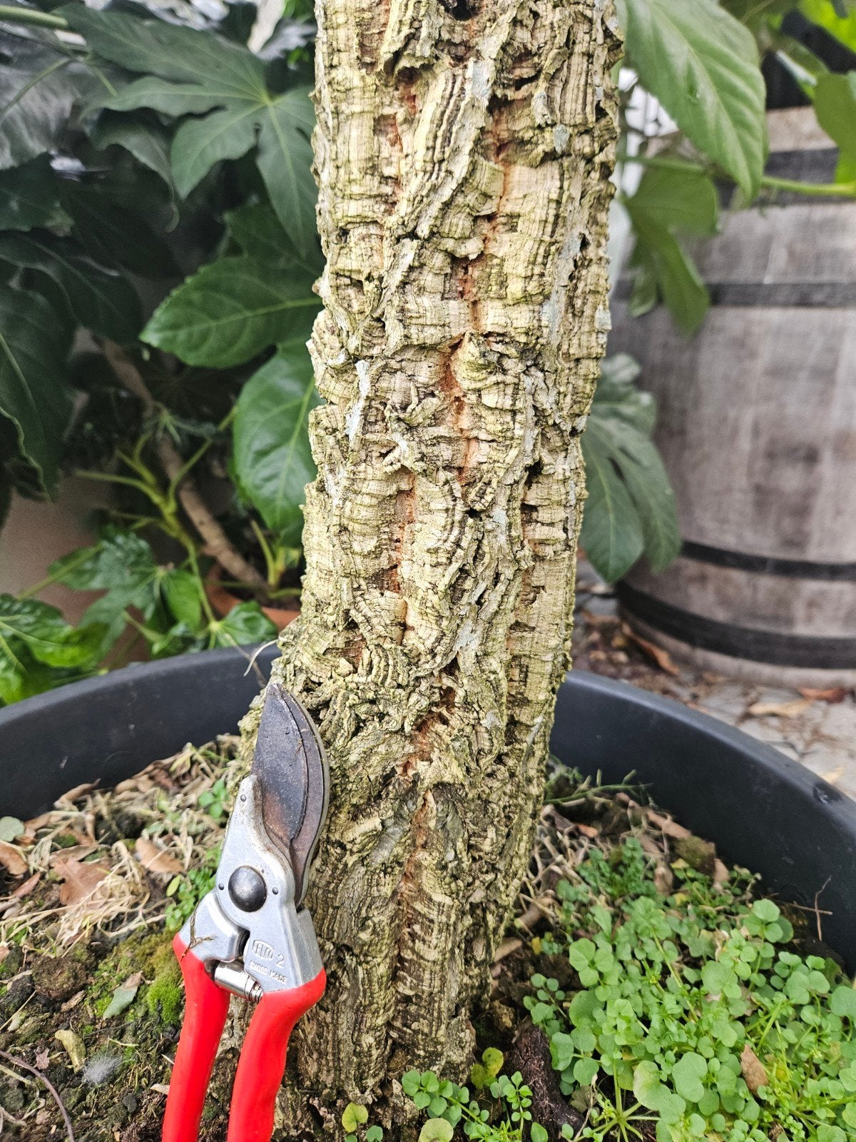 Mediterrane kurkeik / Quercus suber /wintergroen ‼️‼️, Bloeit niet, 400 cm of meer, Ophalen, Volle zon