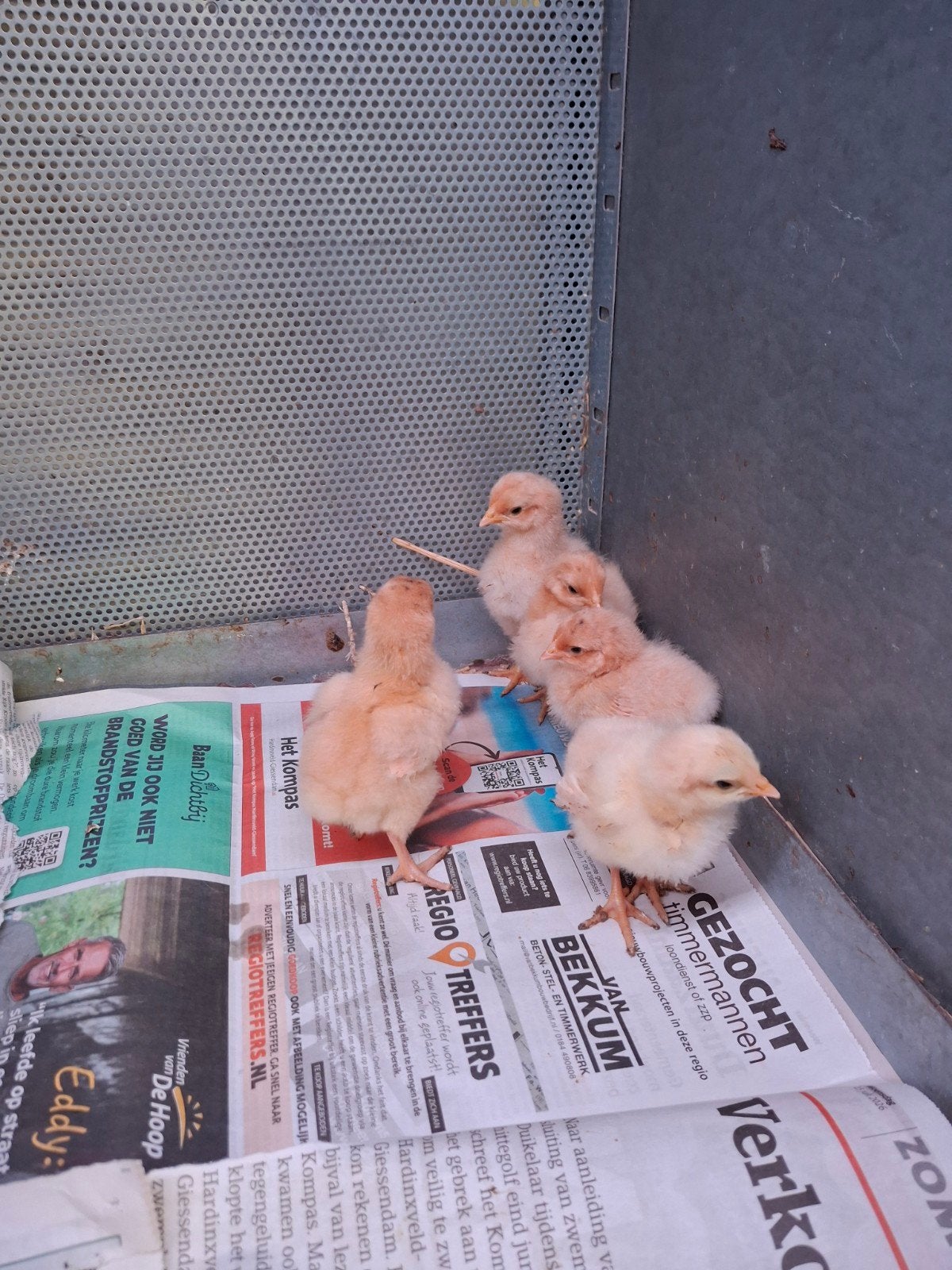 orpinton buff kuikens, Geslacht onbekend, Kip