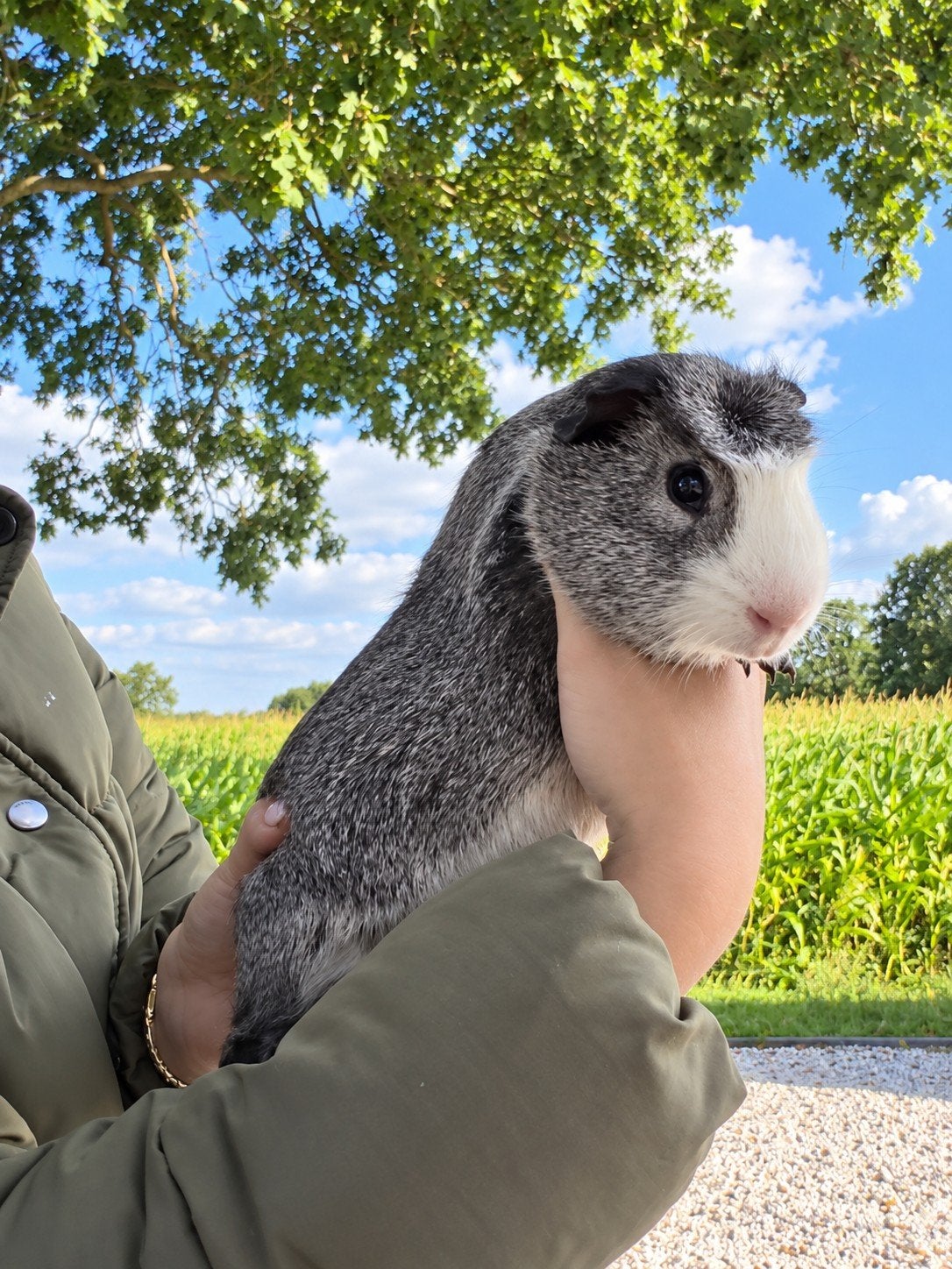 Jonge zilver agouti Cuy Reuzencavia beer beschikbaar, Dieren en Toebehoren, Cavia, Juni, Mannelijk, Tam