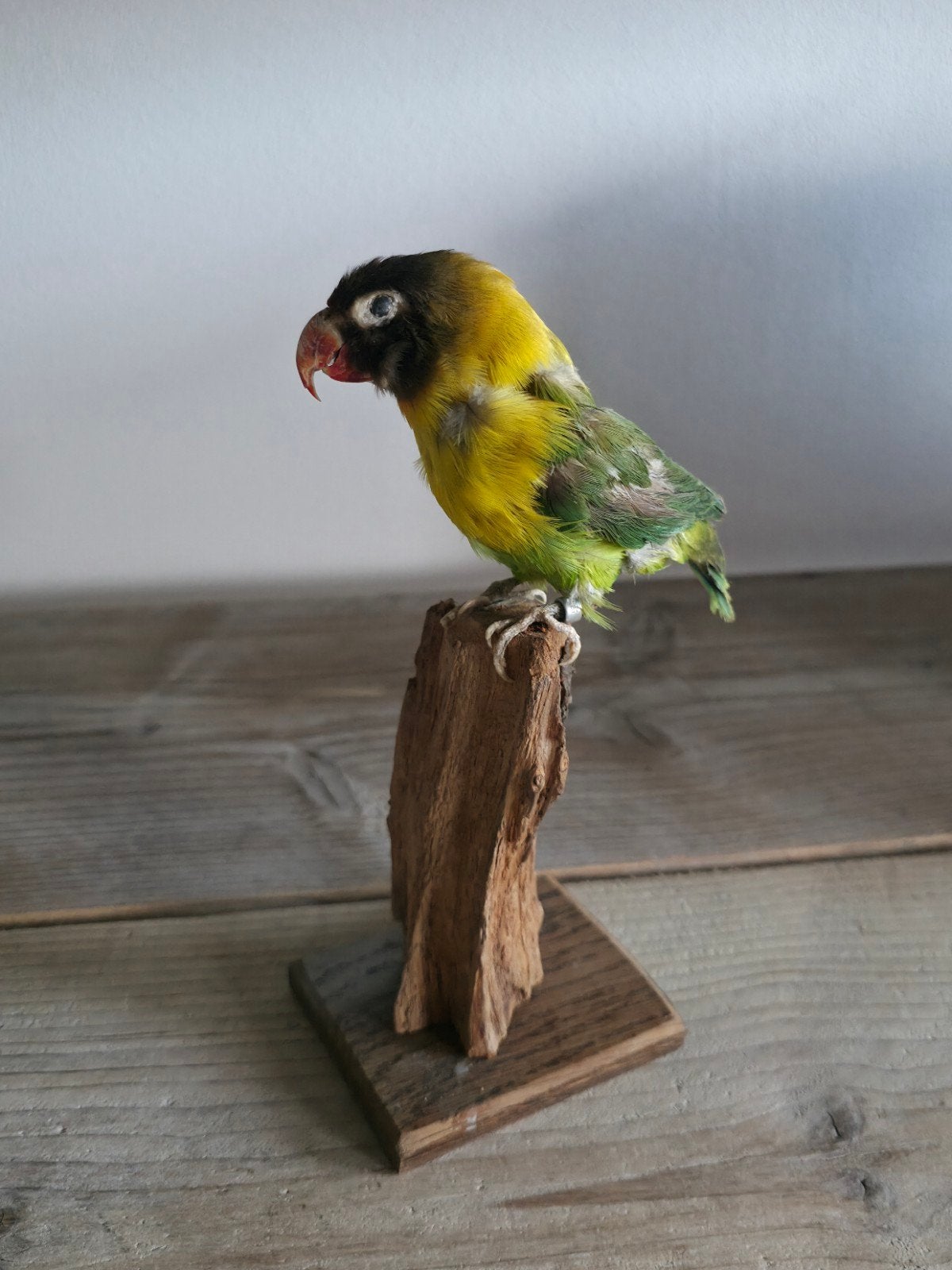 Opgezette Agapornis (dwergpapegaai) op houten sokkel, Verzamelen, Ophalen of Verzenden, Zo goed als nieuw, Vogel, Opgezet dier