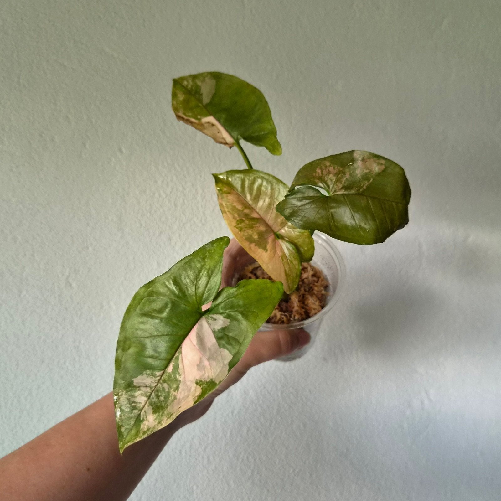 Syngonium Aaron Brown variegated, Ophalen of Verzenden