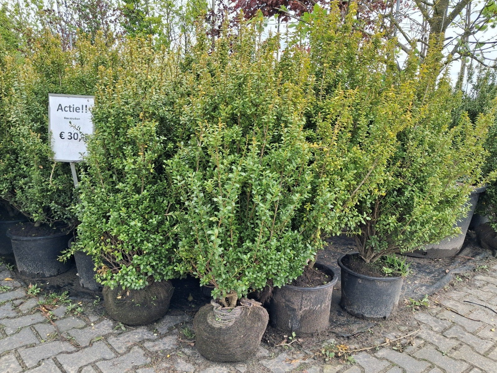 Ilex Caroline Upright 80-100 cm - Buxus vervanger, Ophalen of Verzenden, Hulst, Struik, Minder dan 100 cm