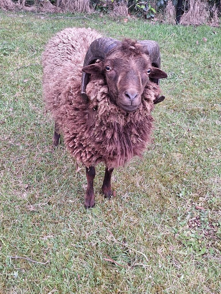 Mooie Ouessant Ram, Dieren en Toebehoren, Schapen, Geiten en Varkens, Mannelijk, Schaap, 0 tot 2 jaar
