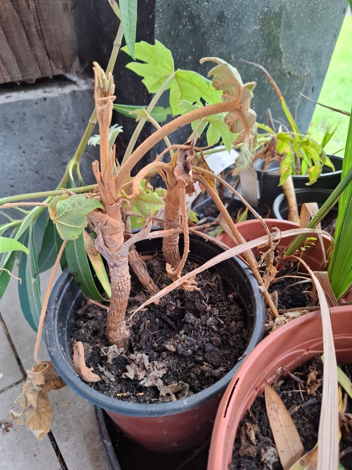 Rijstpapierplant (Tetrapanax papyrifer), Tuin en Terras, Planten | Tuinplanten, Vaste plant, Bloeit niet, Halfschaduw, Ophalen