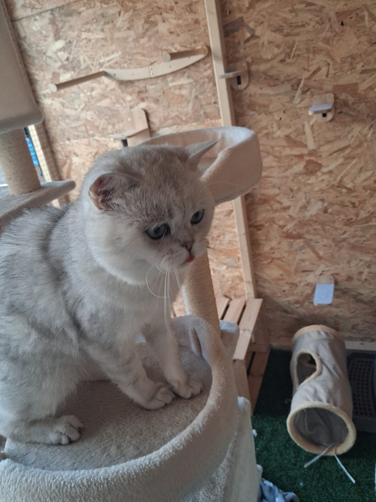 super lieve kater BKH, Kater, Kortharig, 3 tot 5 jaar
