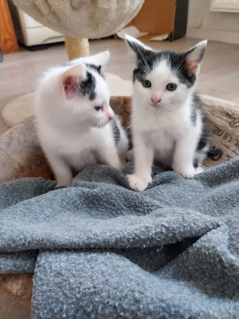 2 kittens, Geslacht onbekend, 0 tot 2 jaar