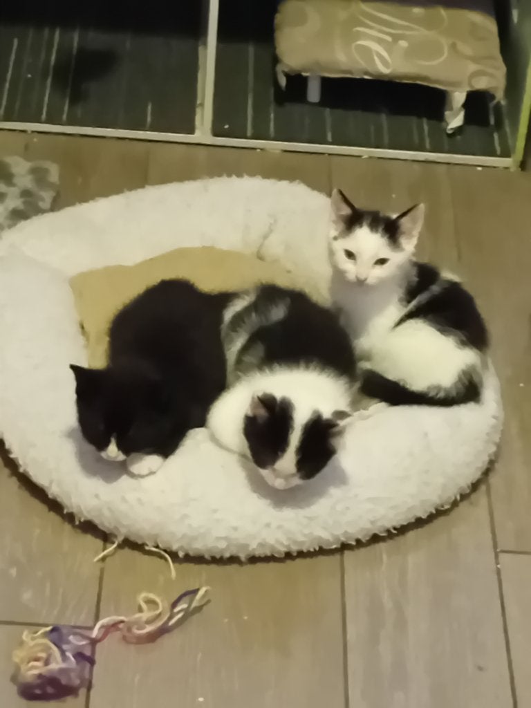 Boerderijkittens zoeken grote tuin, Meerdere dieren, Kortharig, 0 tot 2 jaar