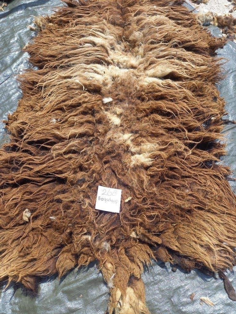nr 268 Geschoren vacht van een bergschaap, Ophalen of Verzenden, Gebruikt