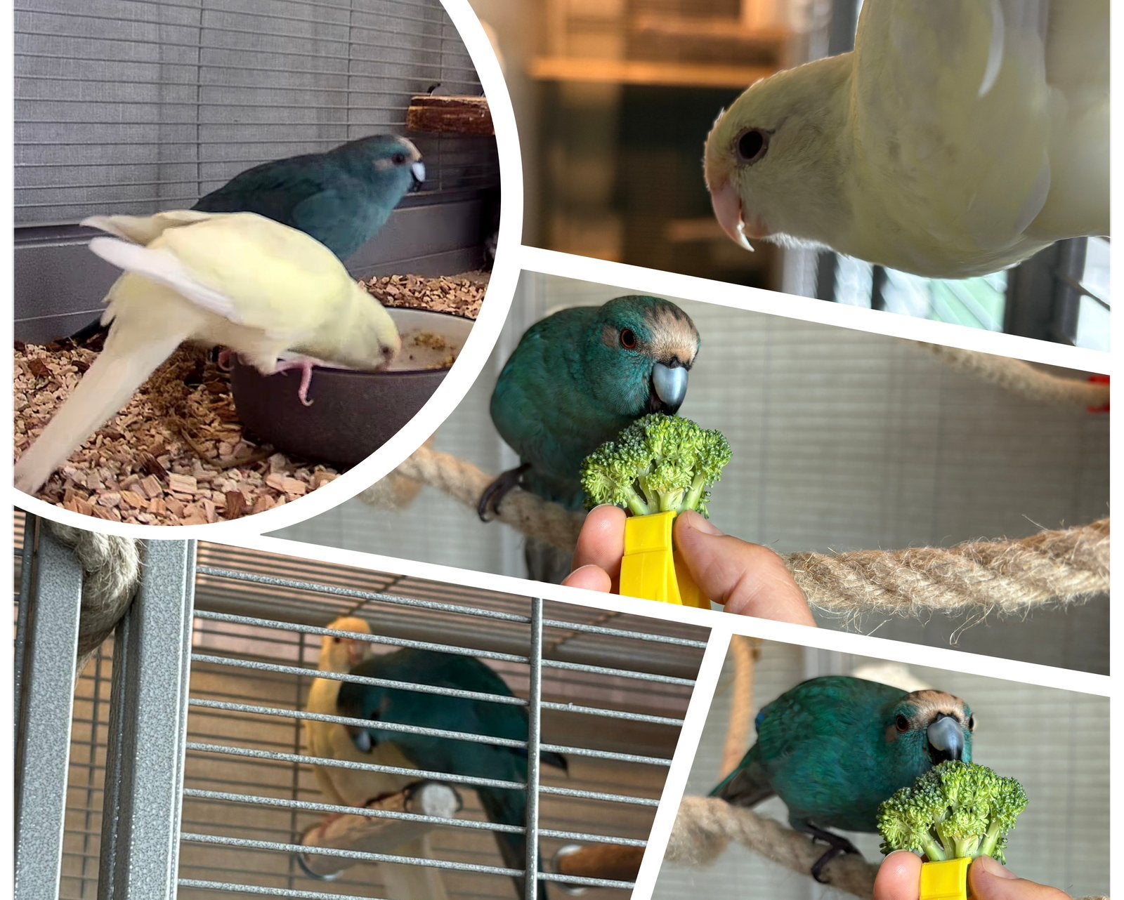 Bewezen koppel kakariki 2024/2025, Meerdere dieren, Geringd