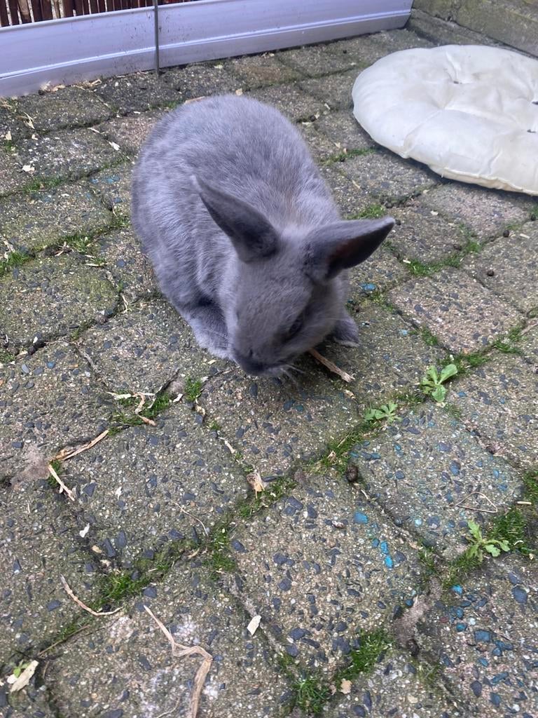 Baby konijn rammtje, Dieren en Toebehoren, Konijnen, Mannelijk, Dwerg