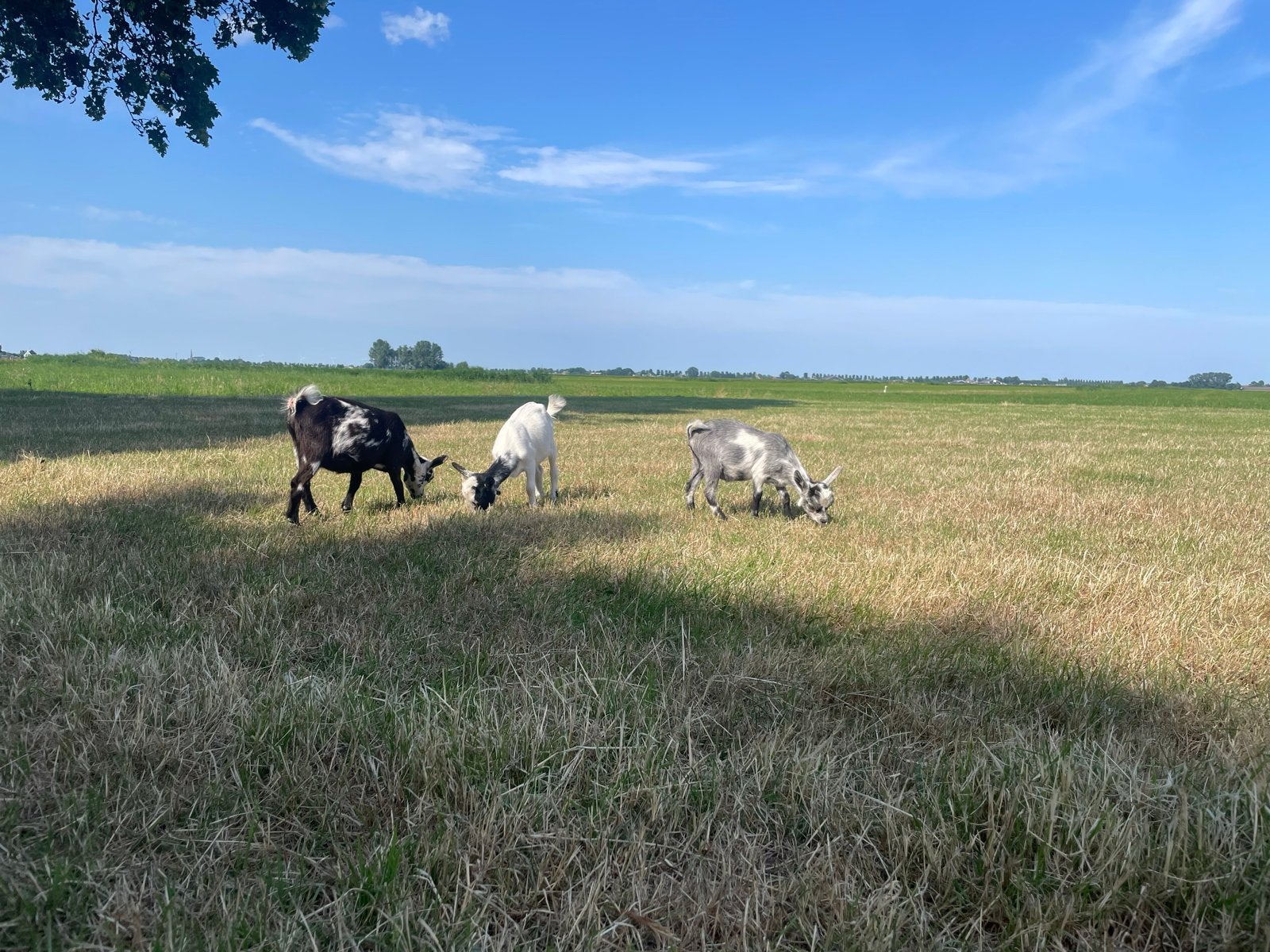 4 dwerggeitjes (3x 3026 en moeder 2024), Dieren en Toebehoren, Vrouwelijk, Geit