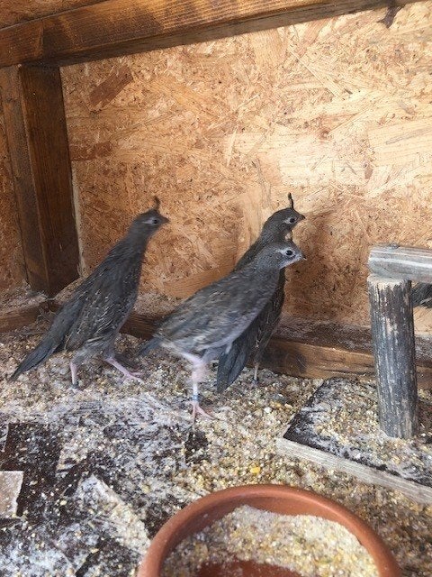 Californische kuifkwartels, Meerdere dieren, Geringd