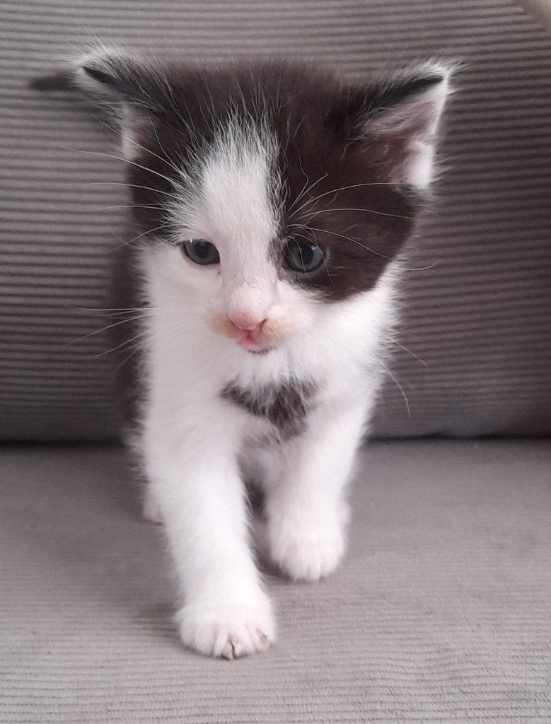 Mooie lieve Ragdoll/Noorse Boskat/Eur korth kruising kittens, Meerdere dieren, Ontwormd, 0 tot 2 jaar
