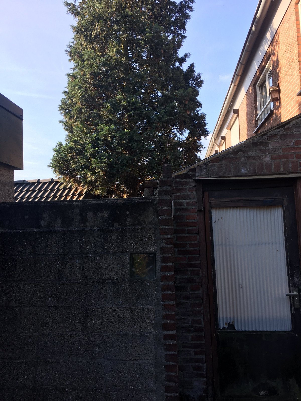 Brandhout , gratis door boom zelf te kappen, Tuin en Terras, Planten | Bomen, Ophalen of Verzenden