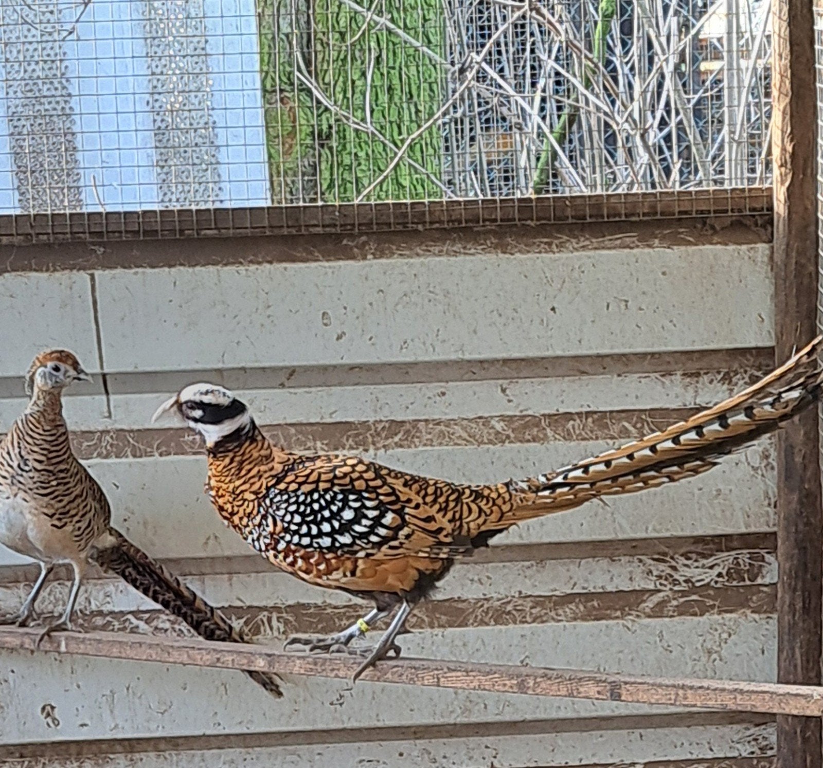 diverse soorten FAZANTEN en PAUWEN, zie advertentie!, Meerdere dieren, Geringd