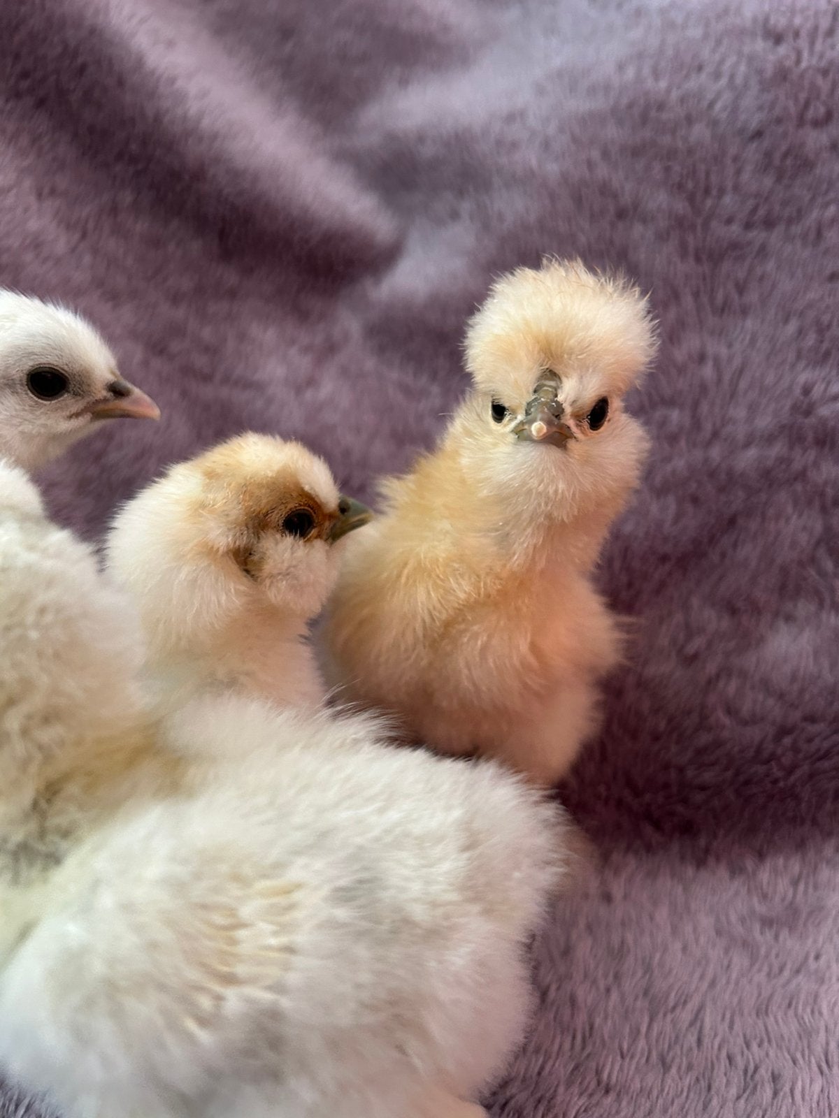 4 Zijdehoen USA kuikens, Dieren en Toebehoren, Geslacht onbekend, Kip