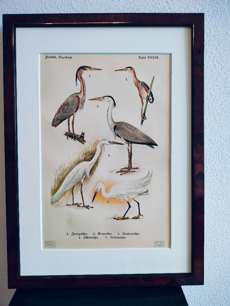 Litho Floericke Reiger Blauwe- Purper- Zilverreiger 1922, Ophalen of Verzenden
